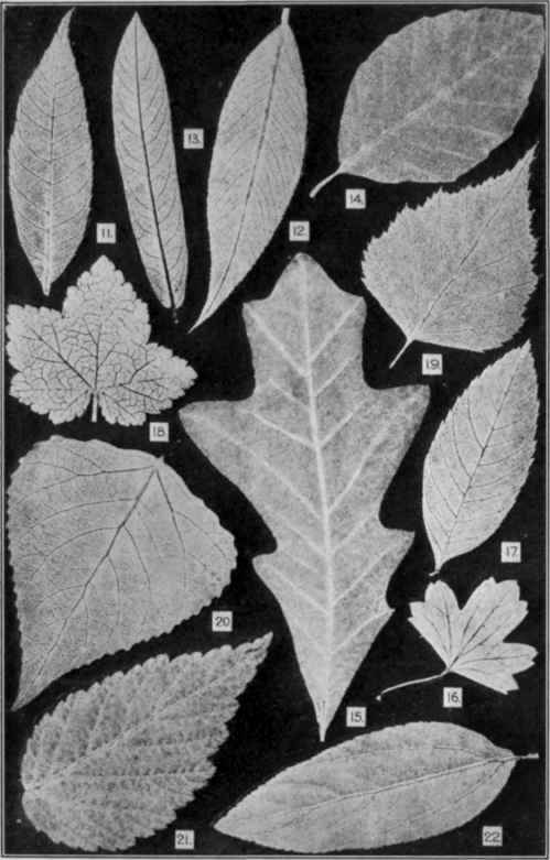 Genuine Tea Leaves and Possible Adulterants. (U. S. Dept. of Agriculture, Bureau of Chemistry Bulletin 13, Part VII.)