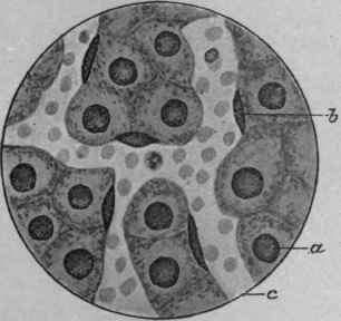 Effects On The Kidney And Heart 98