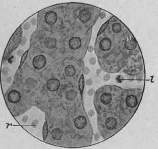 Effects On The Kidney And Heart 99