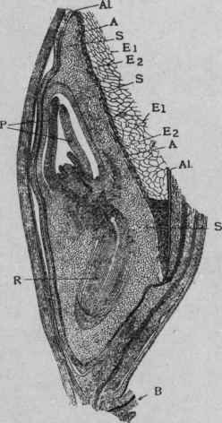Fig. 15.
