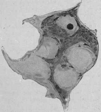 Fig. 47. drawings of nerve cells