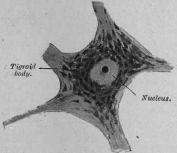 Morbid Changes In Nervous System 92