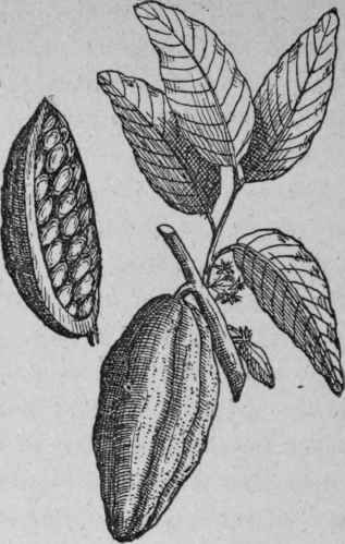Cocoa