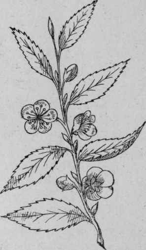Thea Sinensis