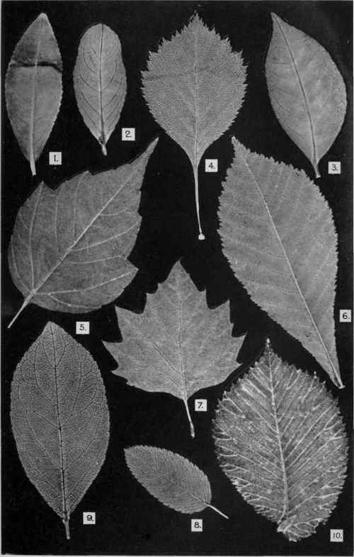 Genuine Tea Leaves And Possible Adulterants