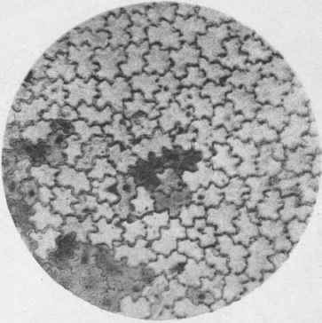 Tea Leaf x 115 Upper surface of epidermis