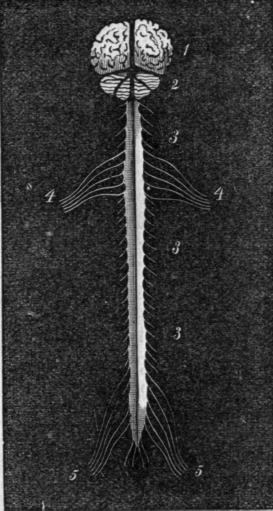 Fig. 48.