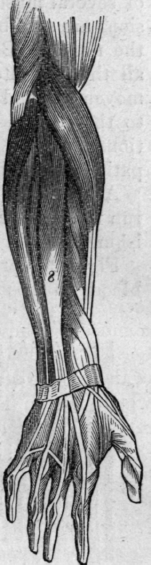 Fig. 51.