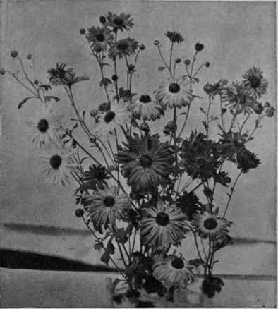A beautiful group of the graceful single chrysanthemums, a variety that can be easily grown by the amateur gardener