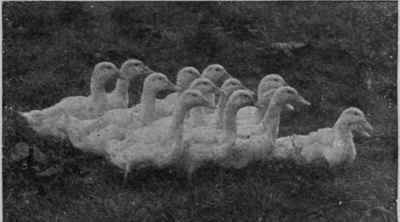 A fine flock of Aylesbury ducklings. The Aylesbury is the best breed to choose if table birds are to be produced