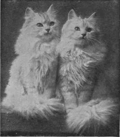 A magnificent pair of silvers owned by Mrs. Todd. The owner of chinchillas, especially the would be exhibitor, should bestow great care on the coats of their cats Aylward