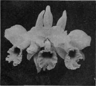 A specimen of Cattleya Mendelii Copyright: Stuart I.ow