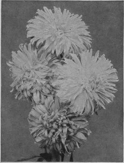 A splendid specimen of the China aster, a half hardy annual that flowers