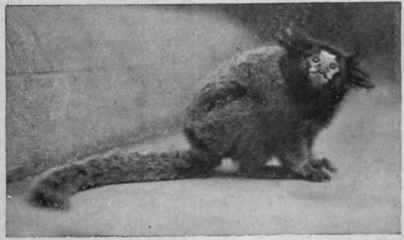 Black eared marmoset Photo IV S. Burridse
