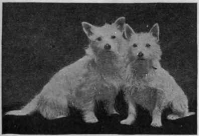 Cannock and Dileas. Cannock is the sire of the famous champion Kiltie, a dog seldom defeated
