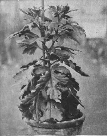 Chrysanthemum A young plant. The early flowering varieties of this species are quite hardy out of doors, and bear transplanting very well Copyright, Wells, Merstham