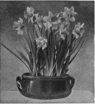 Daffodils look charming when grown in a green earthenware bowl Copyright Messrs. Carter Or Co.