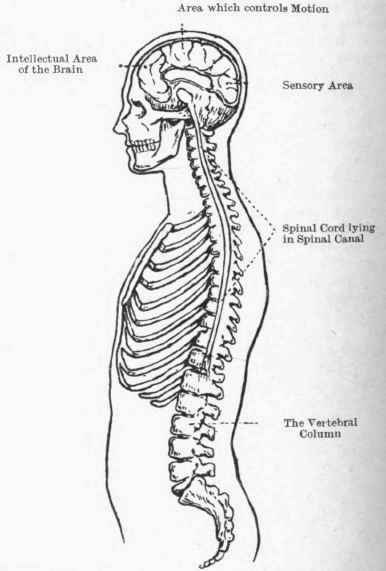 Diagram of brain and spinal cord. The convolutions of the brain are shown, and the tail like spinal cord lying in the spinal canal.