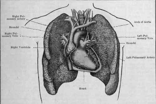 Heart and great vessels with lungs turned back There are two lungs, one on each side of the chest, or thorax, and the heart with its great blood vessels lies between