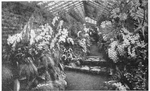 It is a popular fallacy to believe that to grow orchids successfully very high temperatures are required.