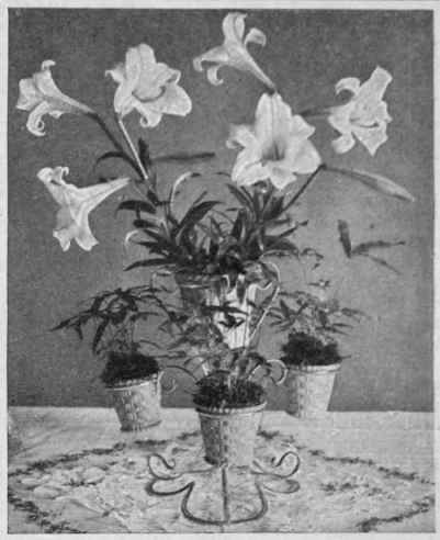 Lilies in a silver stand surrounded with small pots of growing ferns give a simple colour contrast that is restful and soothing The line of trailing smilax on the table cloth affords an additional and extremely attractive effect