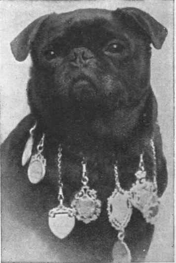 Miss Daniel's Bouji. The black pug was not introduced to this country until Lady Brassey exhibited one in 1886. Queen Victoria owned a black pug, of which she was very fond, and Queen Alexandra, as Princess of Wales, possessed several