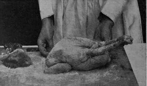 No. 6.   The fowl trussed ready for roasting