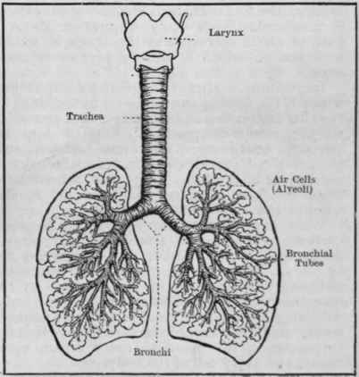 The air passages. This diagram shows how the tiny bronchi divide and subdivide like the stem of a tree until they are so minute in size they can divide no more.