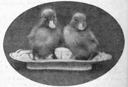 Twin ducklings. There is always a good market for young ducklings, especially as day olds. They can travel well at that age without food