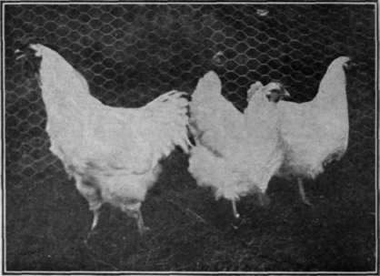 A trio of White Wyandottes, undoubtedly the most useful of general utility hens, being both good egg producers and excellent table birds the strain is right, they produce a profitable number of eggs.