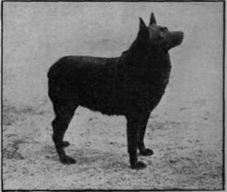 A typical Schipperke. showing the chief points of head and body formation desired by the breeder probable or assured, in the ring, and should be sought in accredited kennels