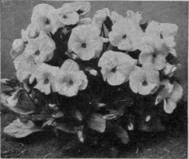 A well'grown plant of violas. Violas form a charming groundwork to other spring flowers if taste be exercised in choosing colours that harmonise. As they have shallow roots they do not encroach unduly on space or nourishment