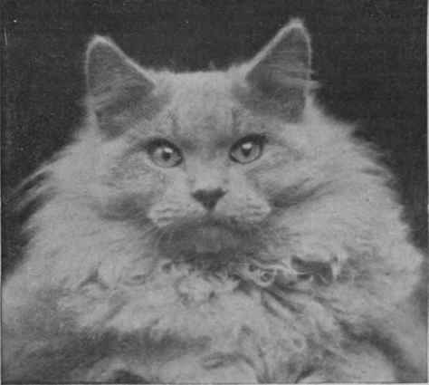 Big Ben, a Blue Persian cat, owned by Miss Frances Simpson. A prizewinner and sire of many famous kittens. He has a massive head and beautiful orange eyes