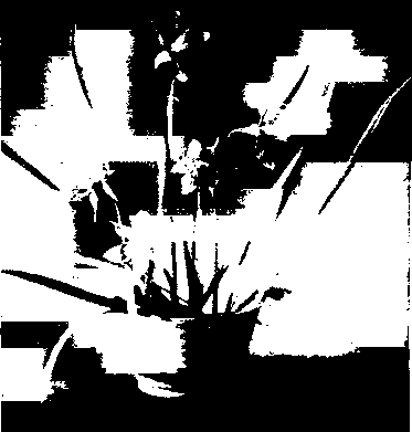 Daffocis arranged with the aid of a piece of clay with holes in it they have no cuts or scratches on their hands, otherwise they are liable to get what is known as daffodil poisoning.
