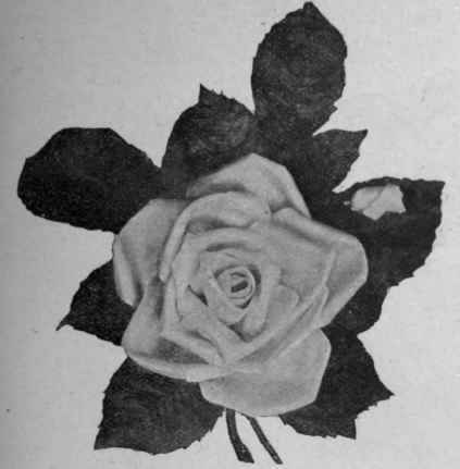 Fig. 2. A La France rose made in soft ribbon of the flower's two natural shades, the darker of which should be in the centre