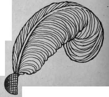 Fig. 2b. The ear folded