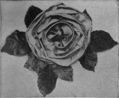 Fig. 3. A novel form of millinery rose composed of piece silk cut on the cross