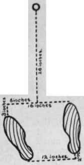 Fig 6. A diagram showing the position of the feet and their relation to the ball when an iron club is being used