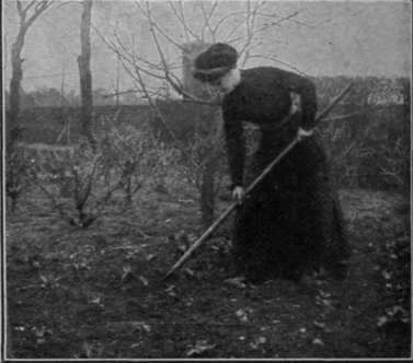It is of the utmost importance to keep all classes of cabbage crops frequently hoed