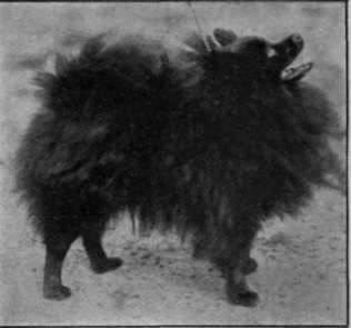 Mrs. Charles Wrigley's black Pomeranian, Champion Young