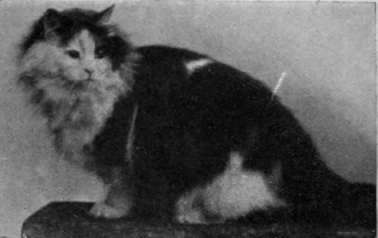 Mrs. Slingsby's beautiful tortoiseshell and white Persian Champion Rosette of Thorpe