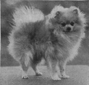 Orange Pomeranian (miniature) Champion Offley Honey Dew