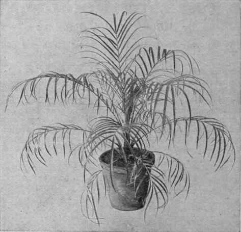 Phoenix Roebelinii, a graceful palm that will do well in a room, if not exposed to much gas heat Copyright, Veitch