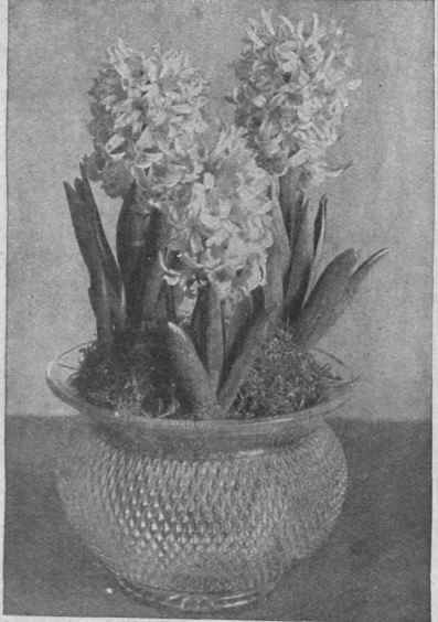 Rose pink hyacinths can be planted, with admirable effect, in a cut glass bowl. The bowl should be lined first with moss, so that the mould is not visible, and the top of the soil be concealed by moss