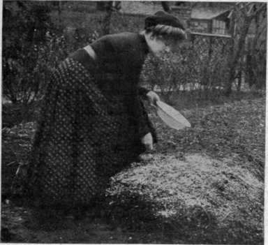Salting an asparagus bed. This work is done in the early spring, and sufficient agricultural salt is used to give the bed a whitish appearance tinuously, thus encouraging the formation of a compact bush.