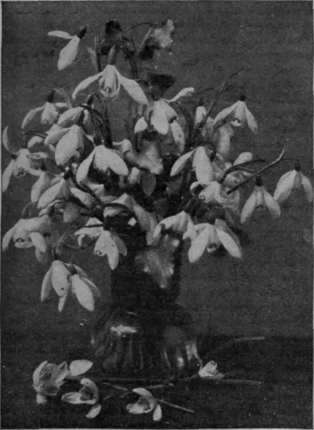 Snowdrops arranged in soft water which is changed each day will keep fresh in a cool room for five days holes in it when dealing with soft, fleshy stemmed flowers.