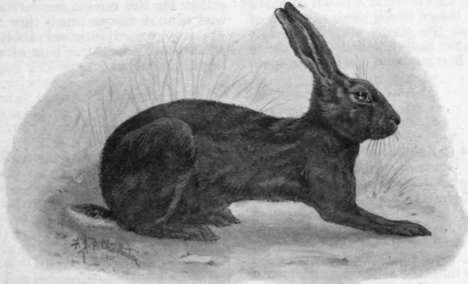 The Belgian Hare rabbit, so called from its resemblance to a hare in colour and shape