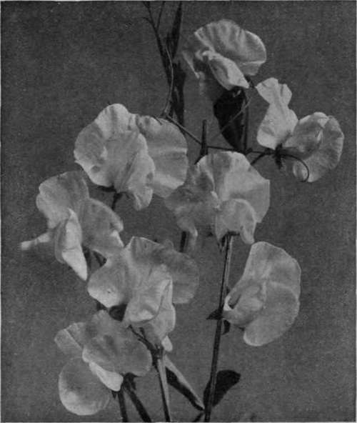 The Coronation flower. A group of sweet peas