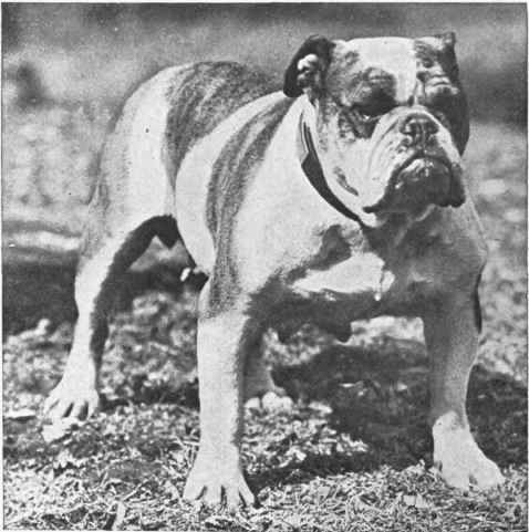 The famous bull bitch. Champion Hazelwyn, the property of Mr. J. Cooper