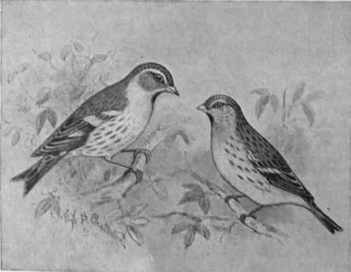The siskin(on the left) makes a charming pet